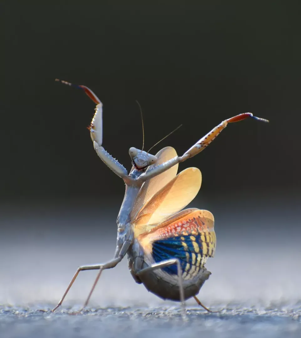 昆蟲大獎：螳螂佛朗明哥（Mantis Flamenco）。翻攝自Comedy Wildlife Photography Awards