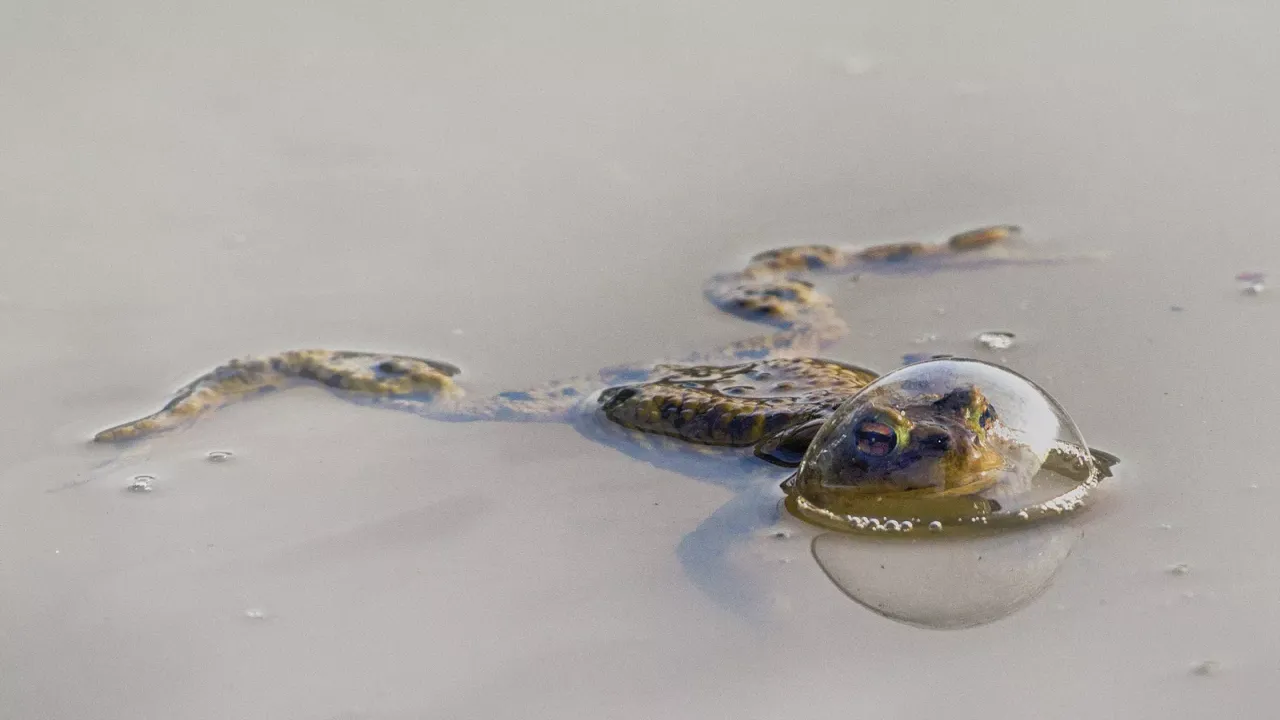 爬蟲類與兩棲類大獎：氣球裡的青蛙（Frog in a balloon）。翻攝自Comedy Wildlife Photography Awards