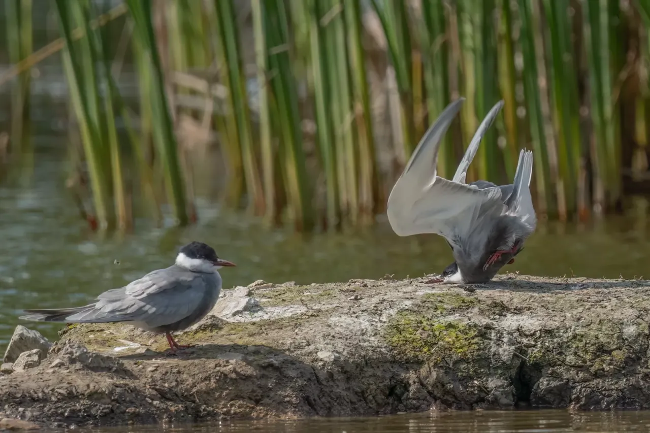 鳥類大獎：燕鷗在著陸時墜機（Whiskered Tern crash on landing）。翻攝自Comedy Wildlife Photography Awards