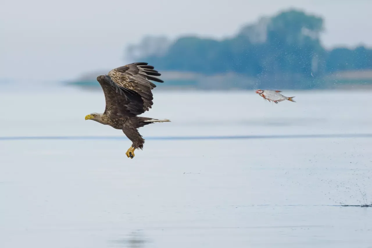 魚類和水生生物大獎：意外的角色互換（Unexpected role swap）。翻攝自Comedy Wildlife Photography Awards