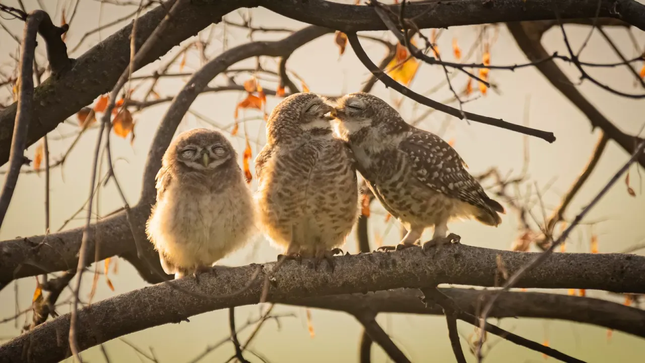16歲以下青少年大獎：接吻的貓頭鷹（Smooching owlets）。翻攝自Comedy Wildlife Photography Awards