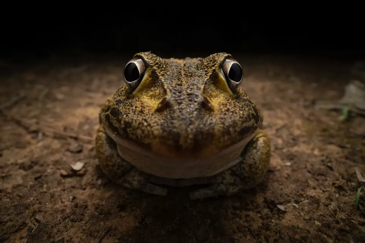 25歲以下青年大獎：尷尬微笑的青蛙（Awkward smiley frog）。翻攝自Comedy Wildlife Photography Awards