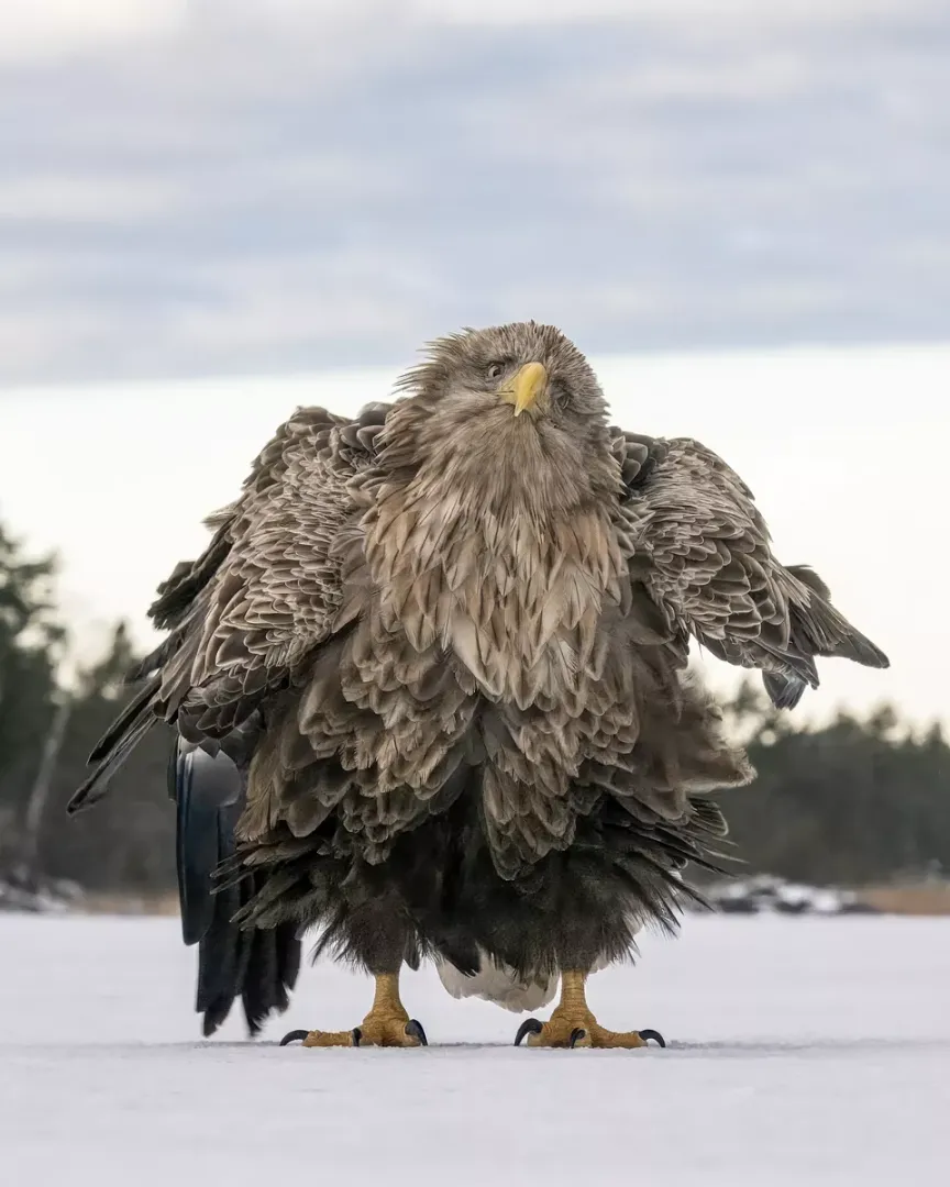 觀眾票選獎：搔首弄姿（Shake ruffle rattle and roll）。翻攝自Comedy Wildlife Photography Awards