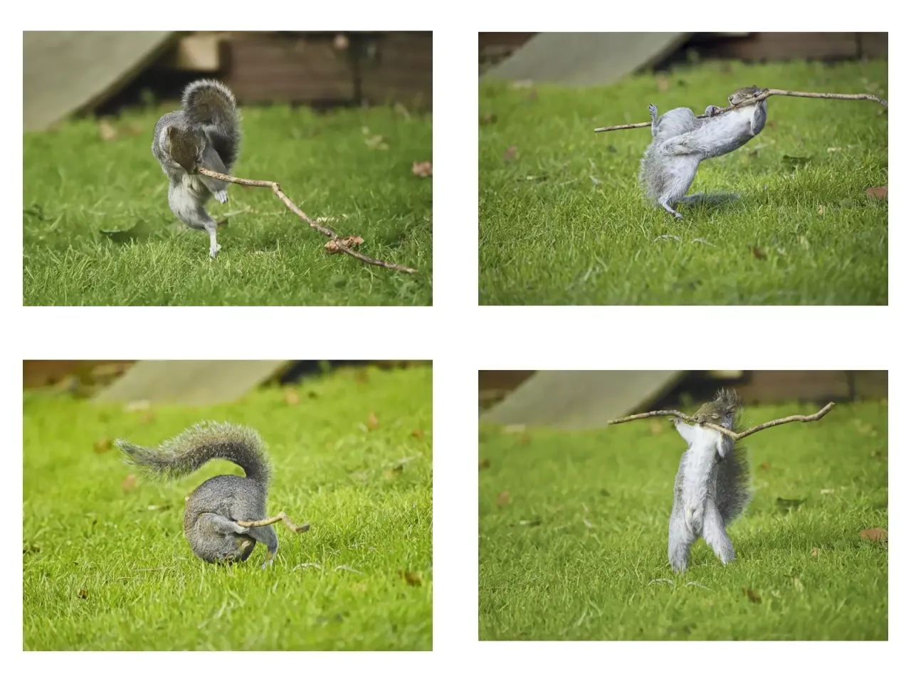 組合圖片獎：隨著音樂跳舞搖擺（Dancing To The Music, Rock guitar, Roly Poly, Weight Lifting）。翻攝自Comedy Wildlife Photography Awards