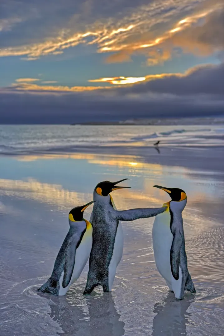 高度讚揚獎：請走開，牠是我的（Alright Mate Back off- this is my bird）。翻攝自Comedy Wildlife Photography Awards