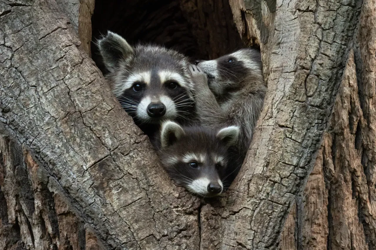 高度讚揚獎：跟你說一個祕密（I’ll tell you a secret）。翻攝自Comedy Wildlife Photography Awards