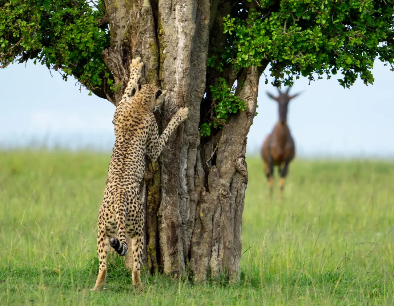 高度讚揚獎：捉迷藏（Hide and seek）。翻攝自Comedy Wildlife Photography Awards