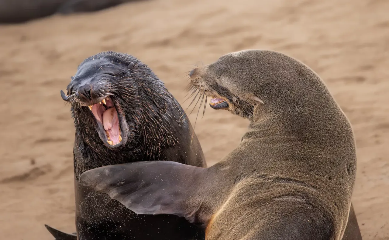高度讚揚獎：你在開玩笑嗎（Are you kidding）。翻攝自Comedy Wildlife Photography Awards