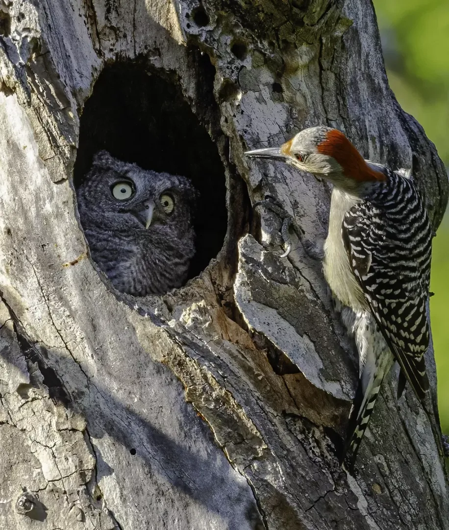 高度讚揚獎：你不是我媽媽（You’re not my mother）。翻攝自Comedy Wildlife Photography Awards