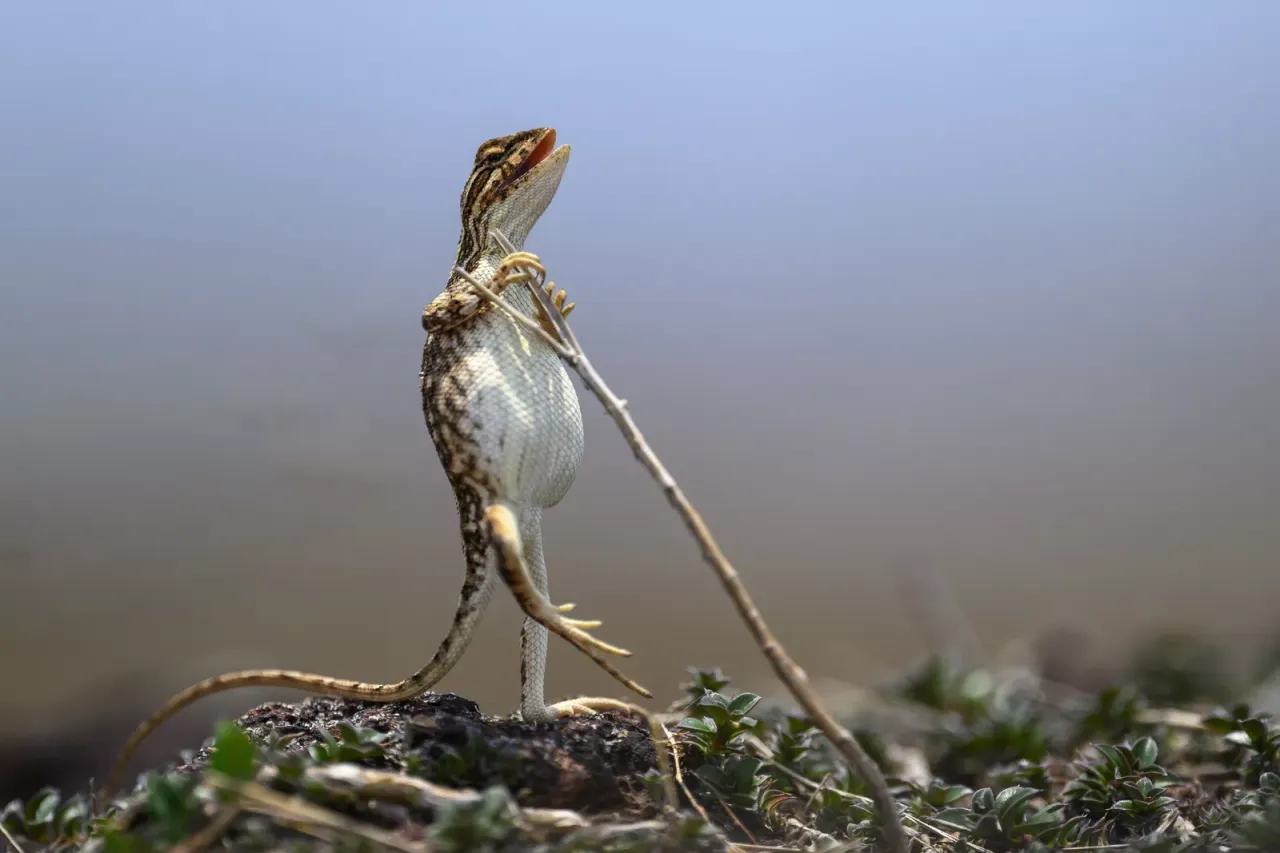 高度讚揚獎：搖滾巨星（The Rock Star）。翻攝自Comedy Wildlife Photography Awards