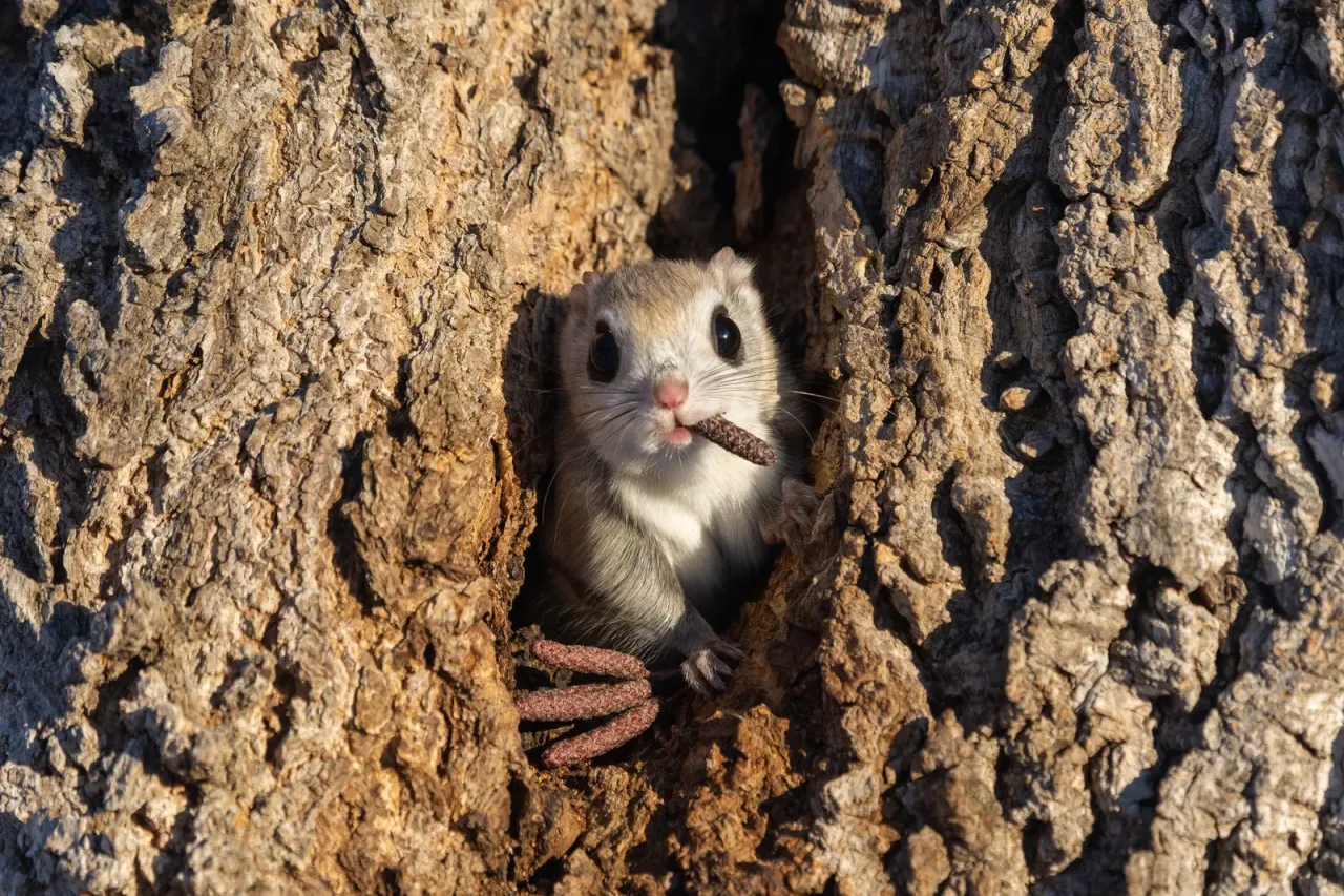 高度讚揚獎：黑手黨老大（Mafia Boss）。翻攝自Comedy Wildlife Photography Awards