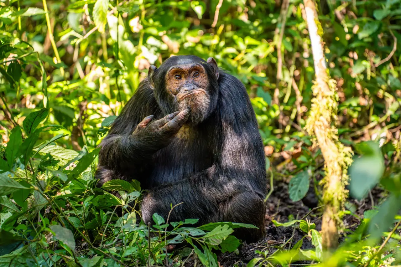 高度讚揚獎：沉思的黑猩猩（The Contemplative Chimpanzee）。翻攝自Comedy Wildlife Photography Awards