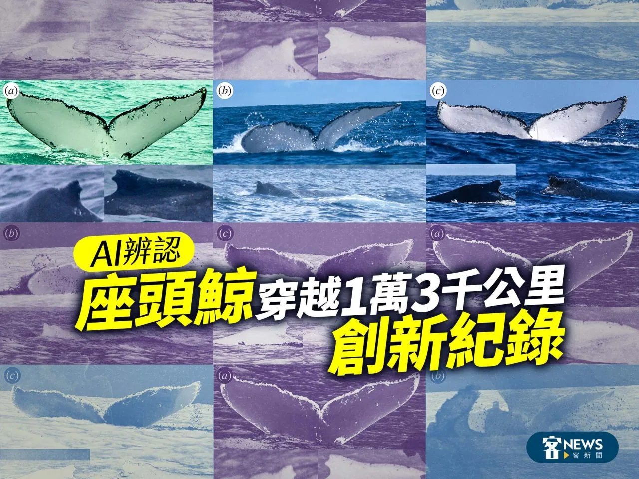 AI辨認／座頭鯨穿越1萬3千公里創新紀錄
