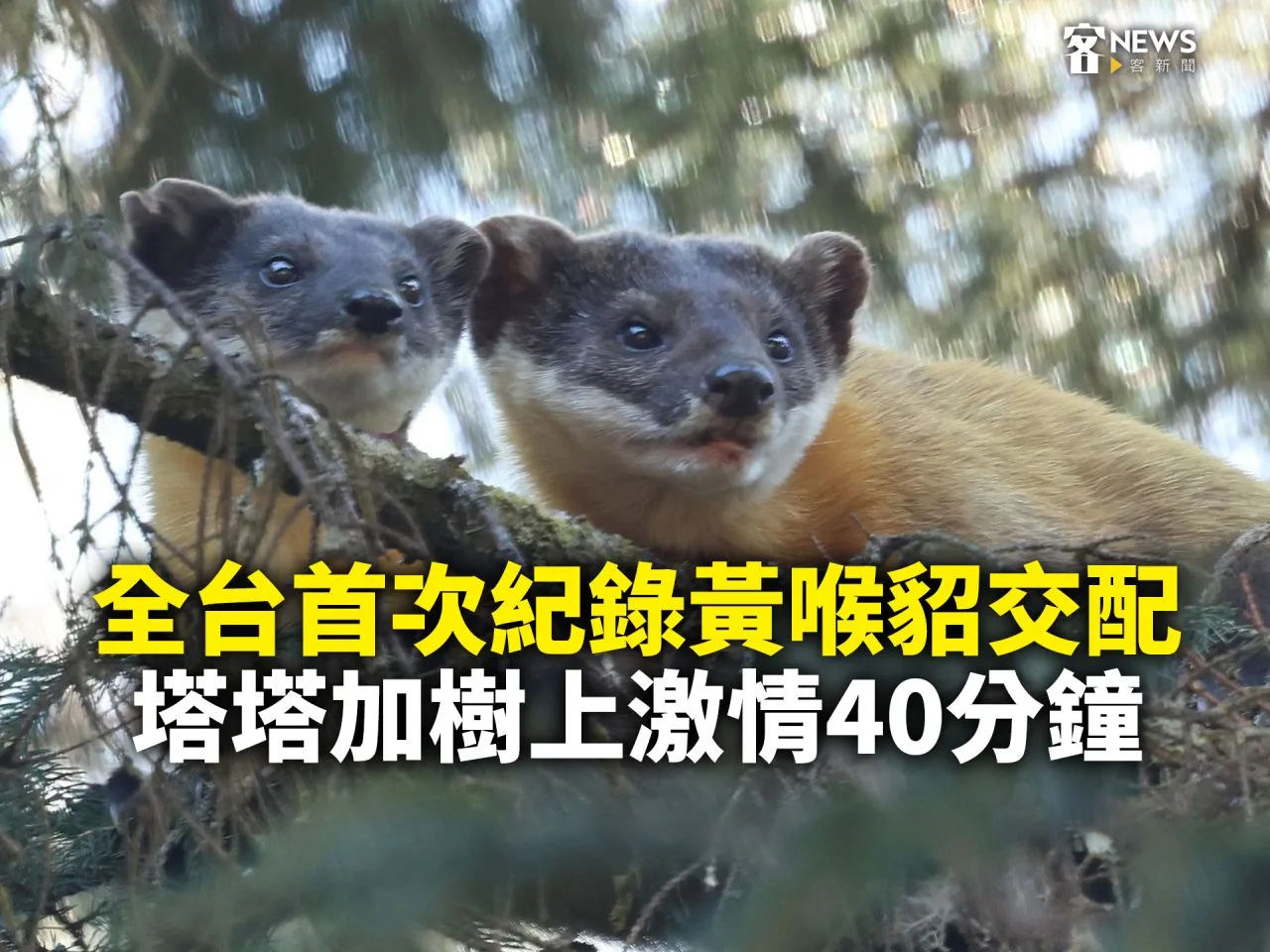 全台首次紀錄黃喉貂交配　玉山塔塔加樹上激情40分鐘（有影片）