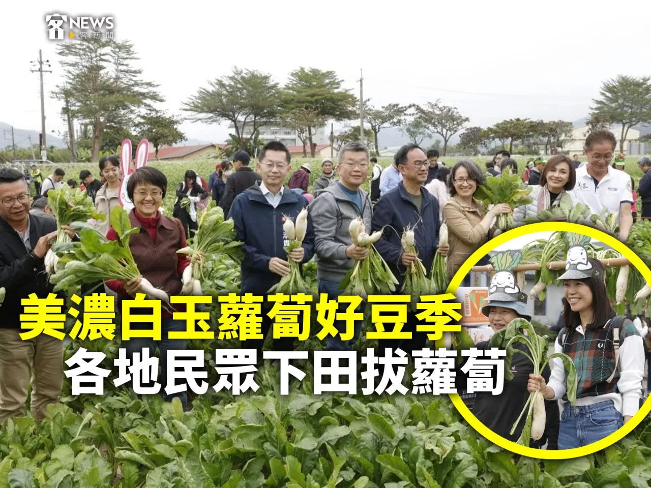 美濃白玉蘿蔔好豆季　各地民眾下田拔蘿蔔