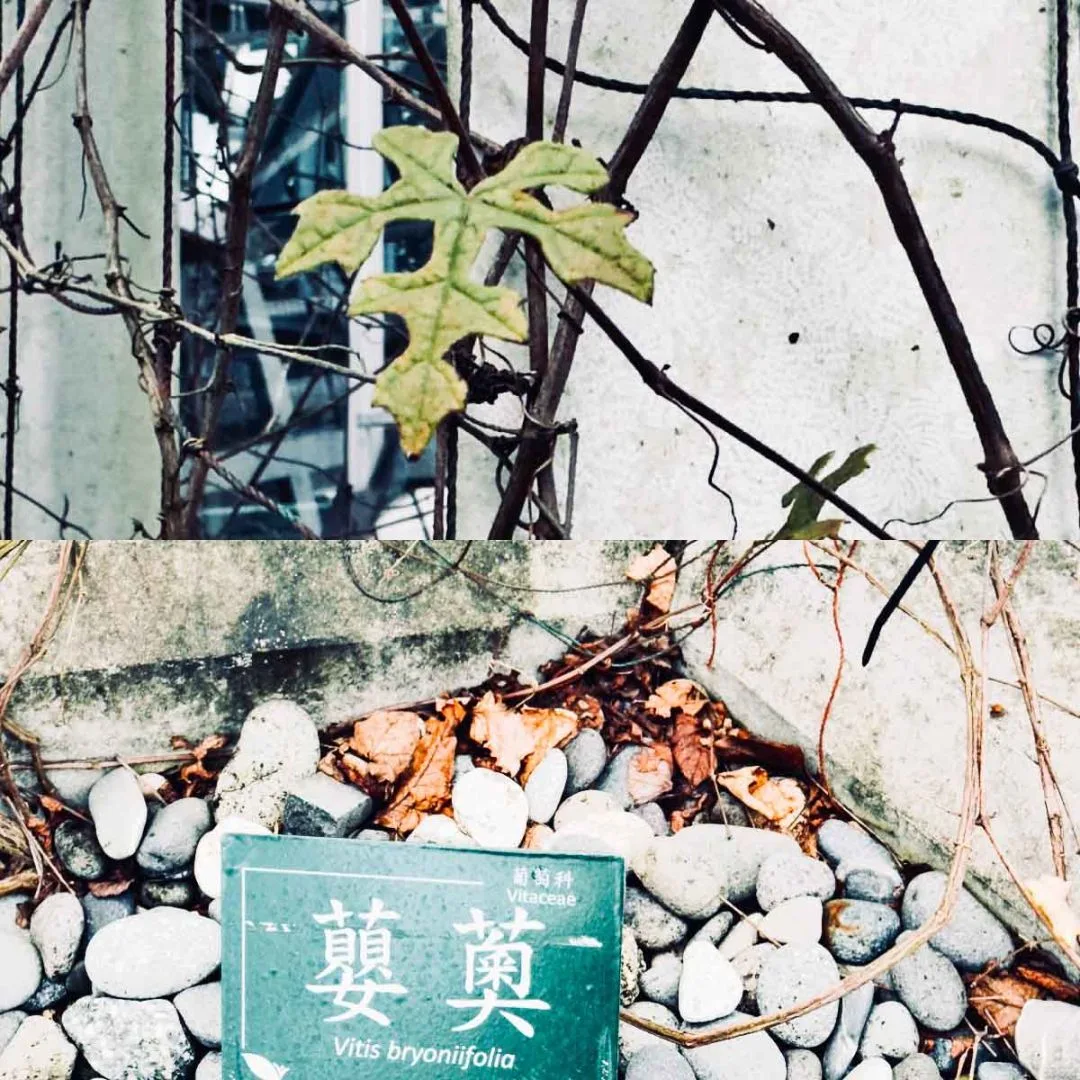 台北植物園的蘡薁。蕭秀琴攝