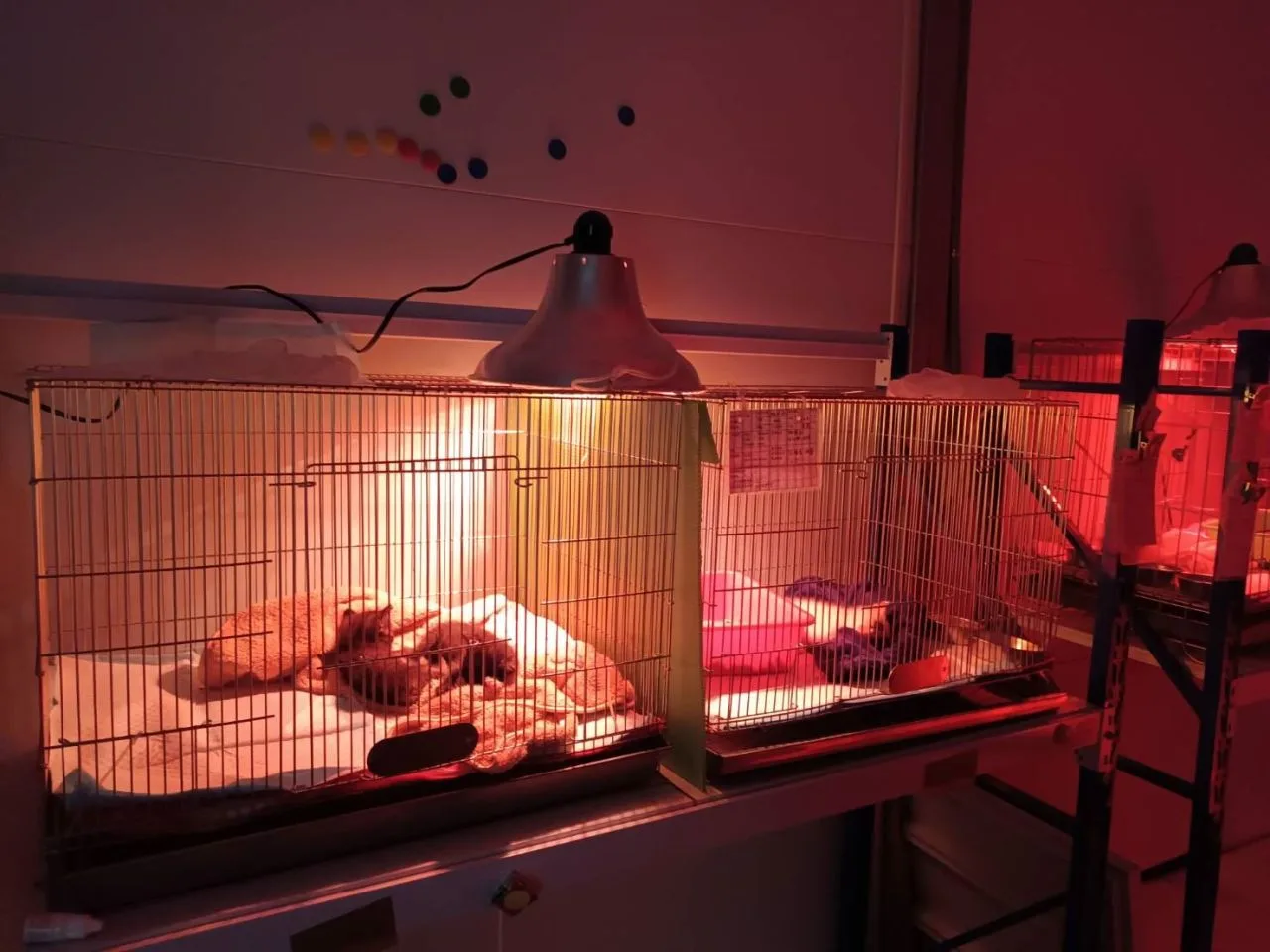動物之家保溫燈及暖爐加強毛孩保暖。新北動保處提供