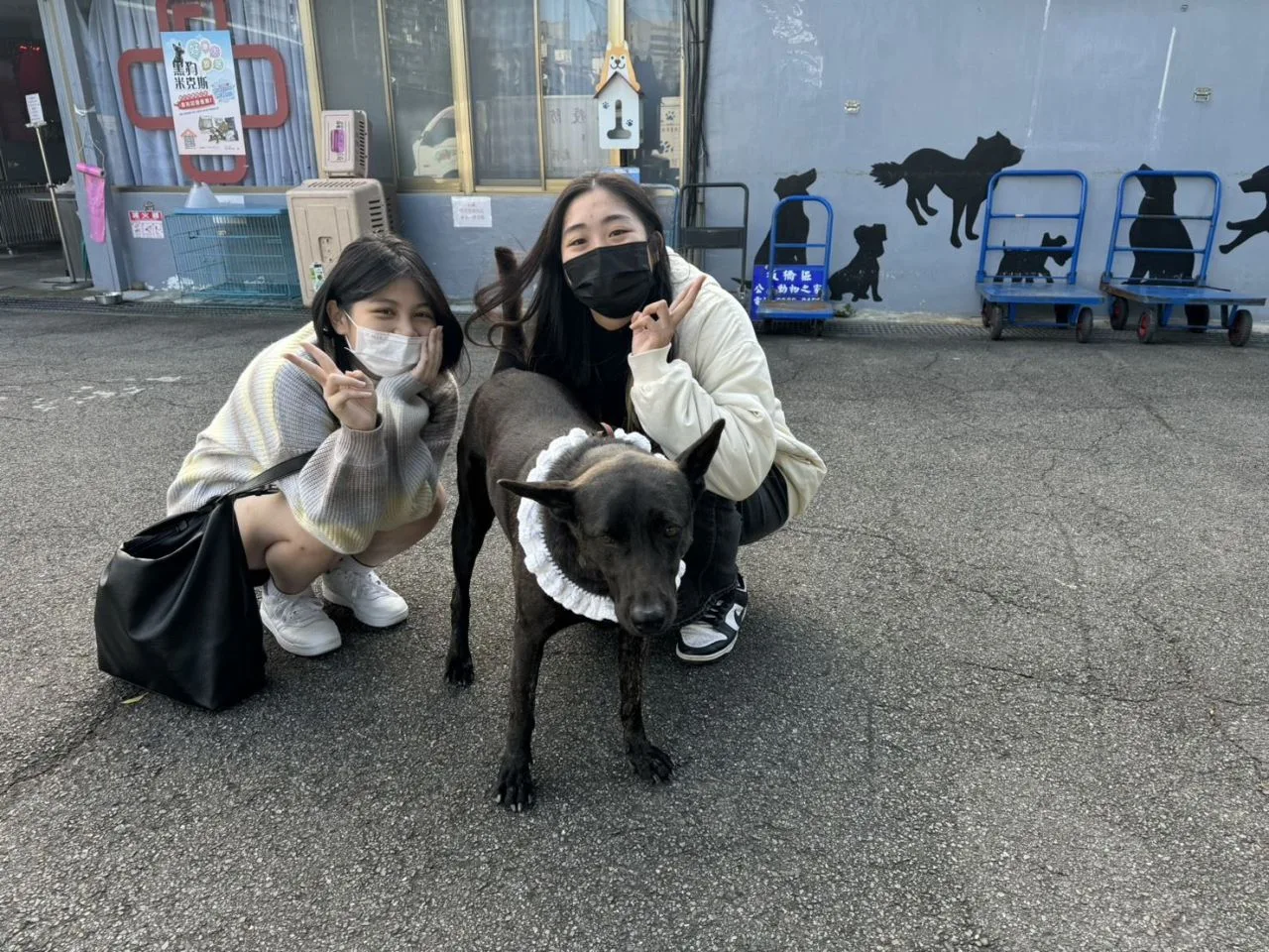 學生寒冬為浪浪手織圍巾。新北動保處提供
