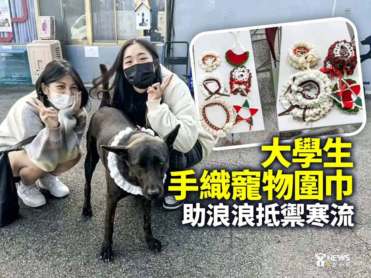 大學生手織寵物圍巾　助浪浪抵禦寒流　