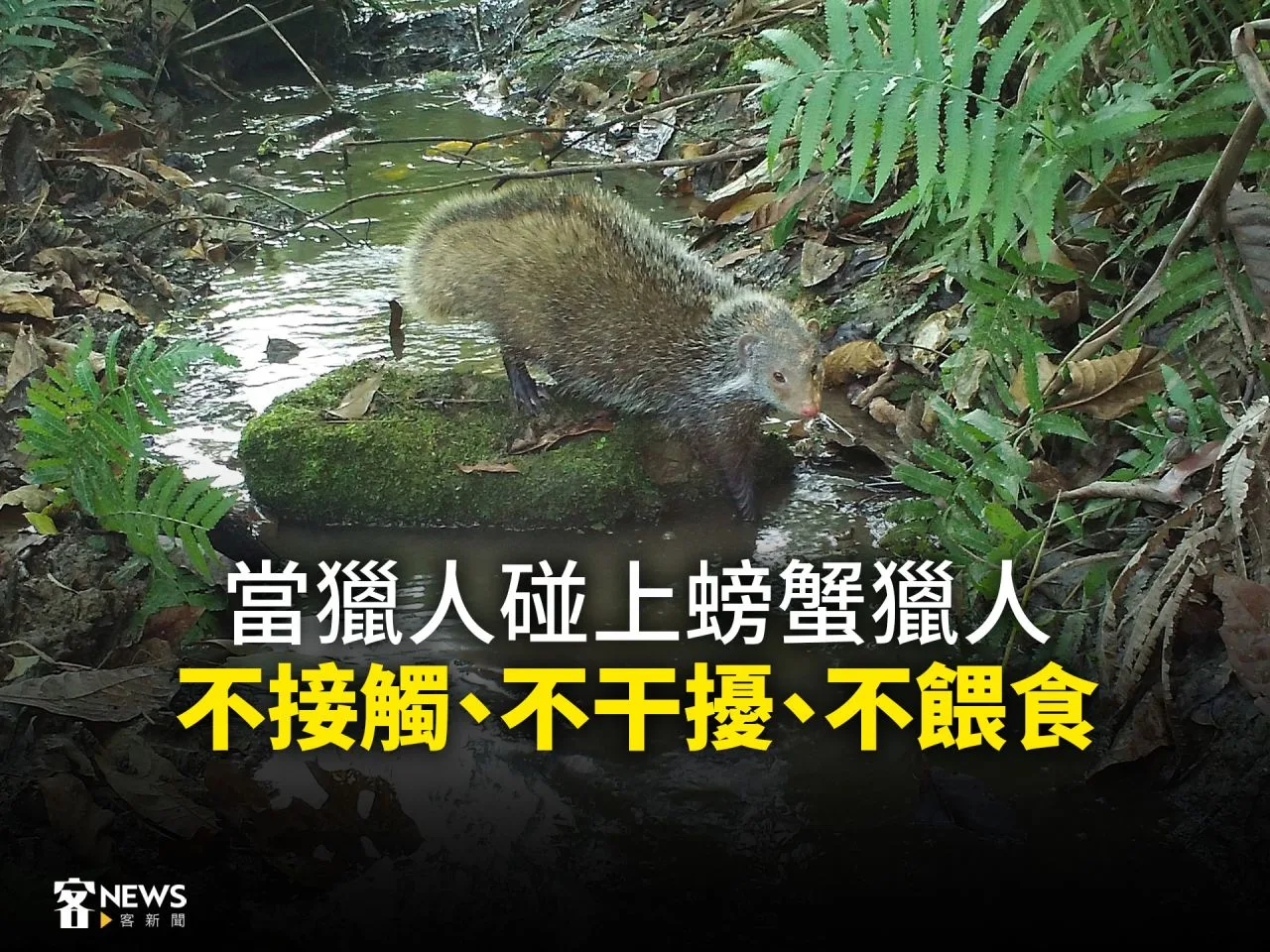 當獵人碰上螃蟹獵人　不接觸、不干擾、不餵食（有影片）