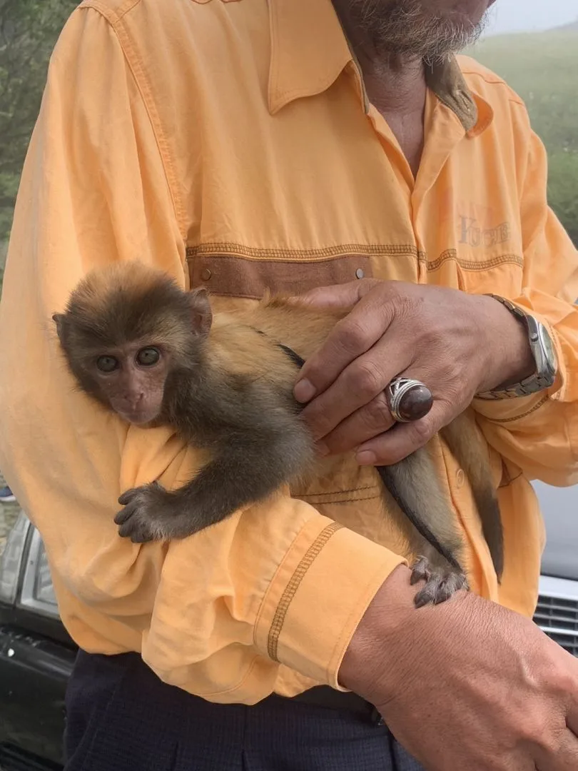 台灣獼猴雖非保育類,但能屬於禁止私養的野生動物。台東縣農業處提供