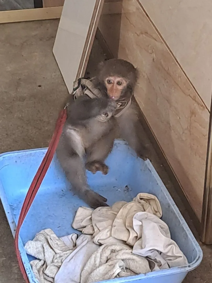 台灣獼猴雖非保育類,但能屬於禁止私養的野生動物。台東縣農業處提供