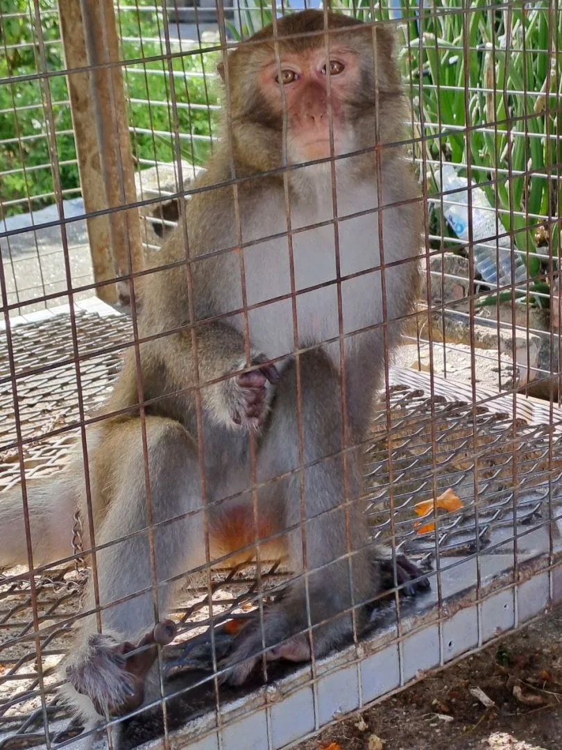 台東縣今年查獲8件飼養台灣獼猴　依法開罰