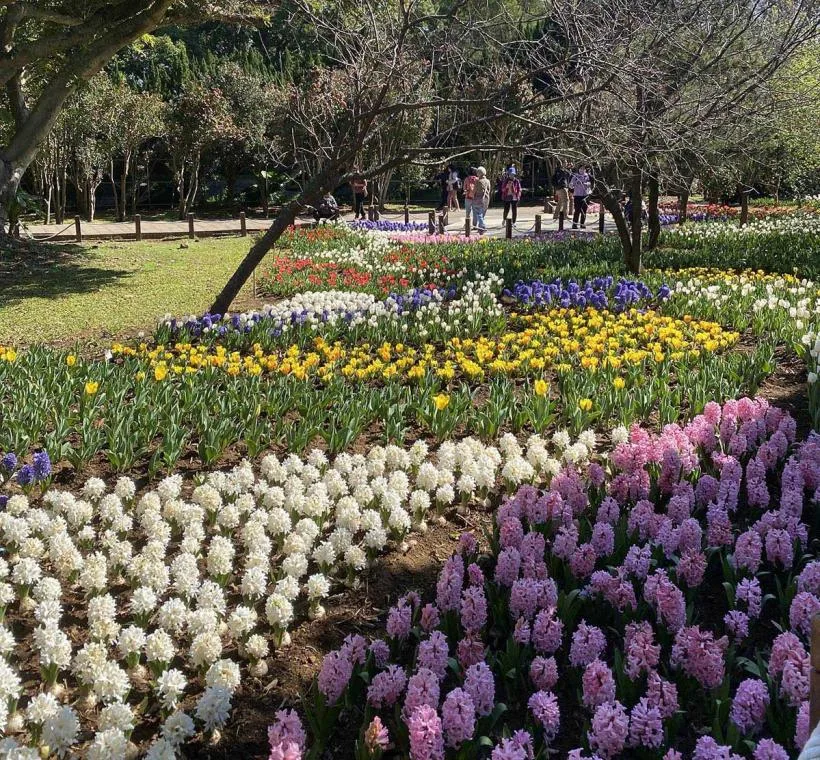 士林、劍潭站的台北茶花展 花期1月10日至19日。北市府提供