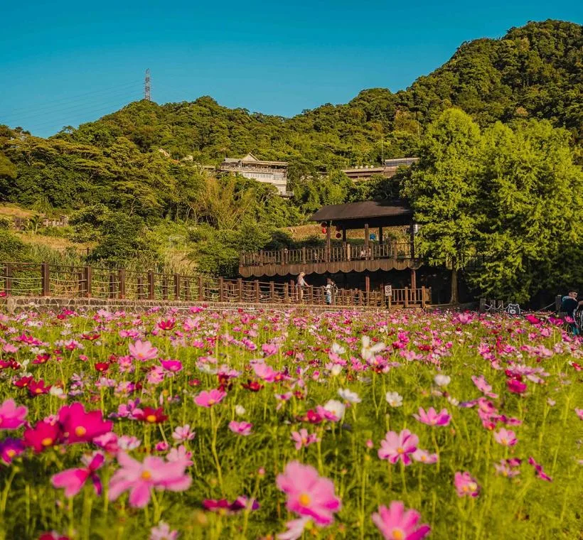 樟樹步道花海，花期1月18日至2月9日。北市府提供