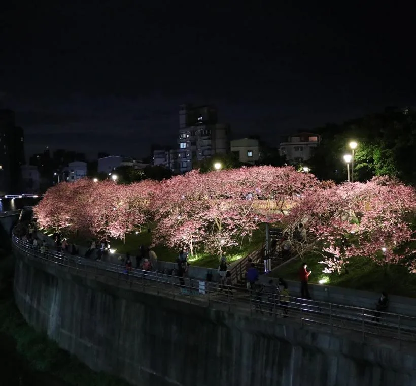 內湖樂活夜櫻季，從1月24日至3月2日。北市府提供