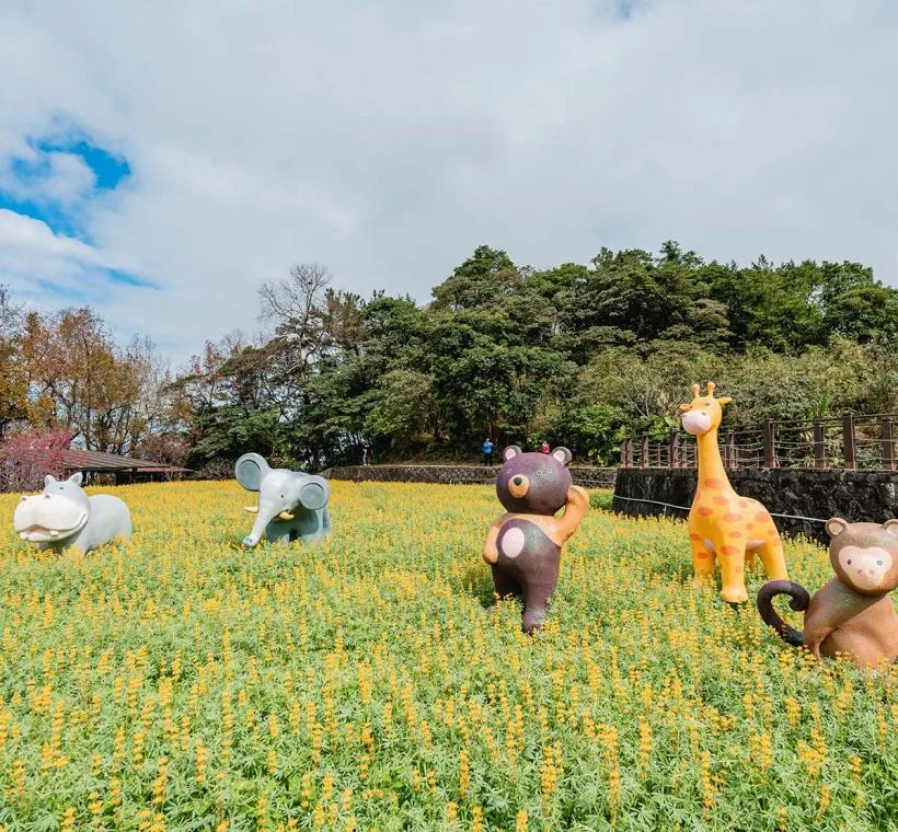 樟樹步道花海，花期1月18日至2月9日。北市府提供