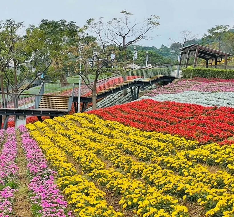 北投三層崎花海，花期1月17日至3月31日。北市府提供