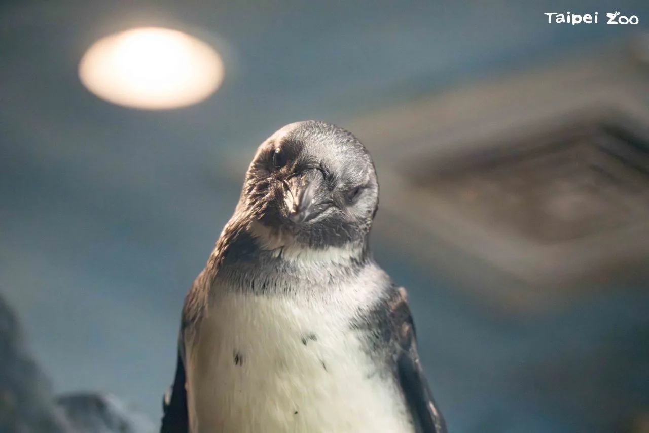 3個月大剛換羽的黑腳企鵝和成鳥羽色大不同。台北市立動物園提供