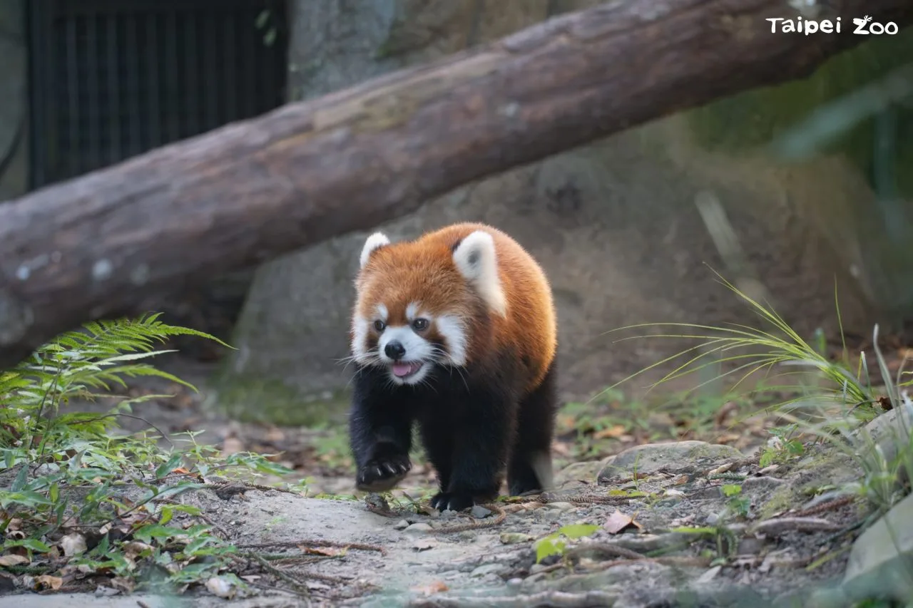 將有新成員加入小貓熊家族。台北市立動物園提供