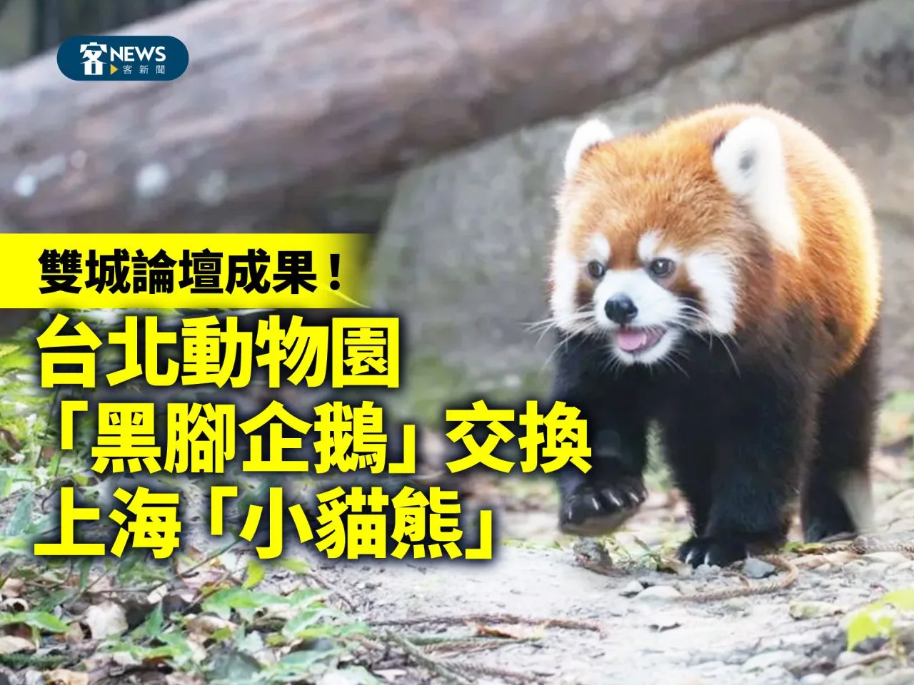 雙城論壇成果！台北動物園「黑腳企鵝」交換上海「小貓熊」