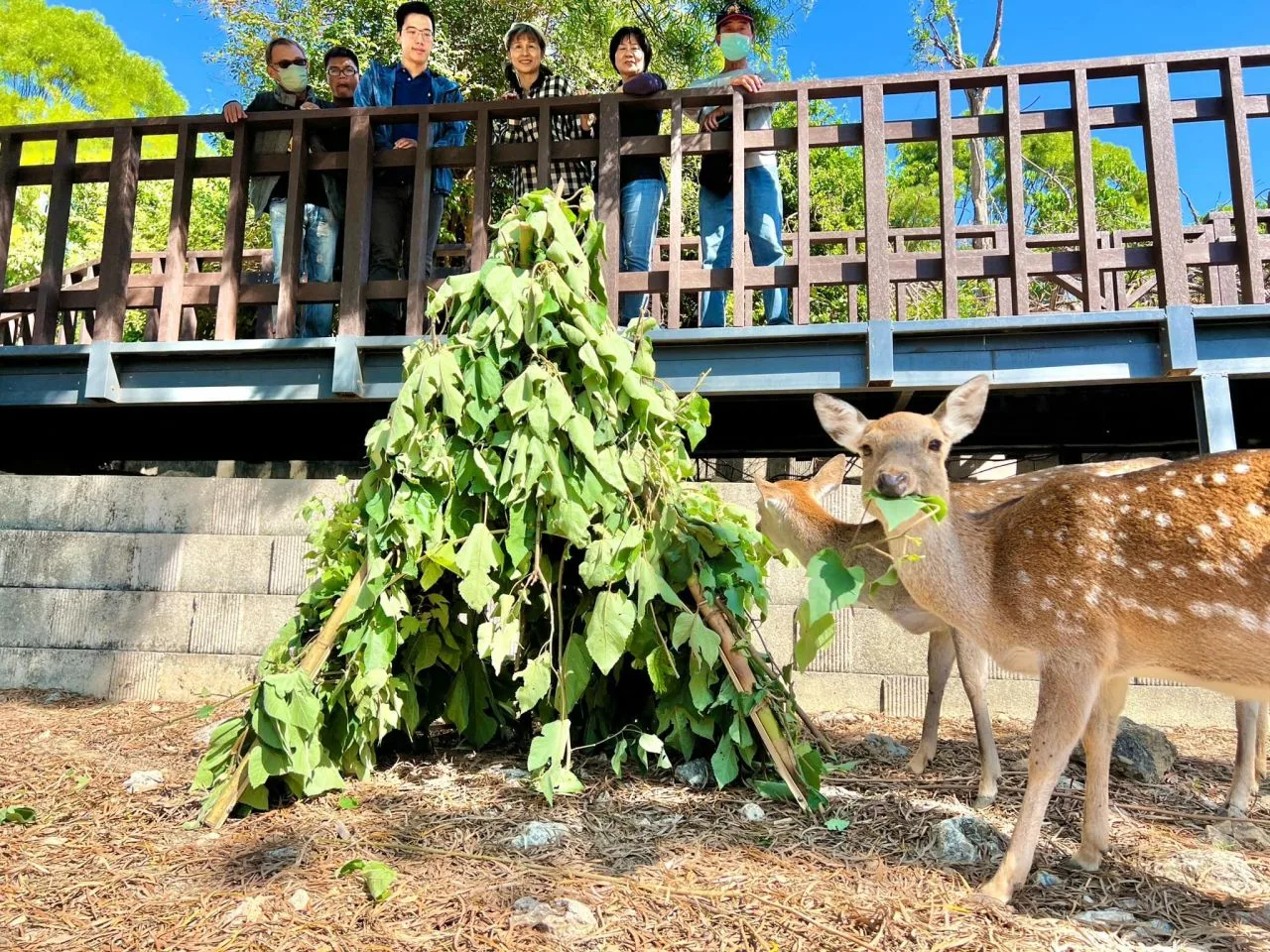 園方將竹幹和枝條彎曲成大型耶誕樹骨架,覆蓋上新鮮構樹葉。壽山動物園提供