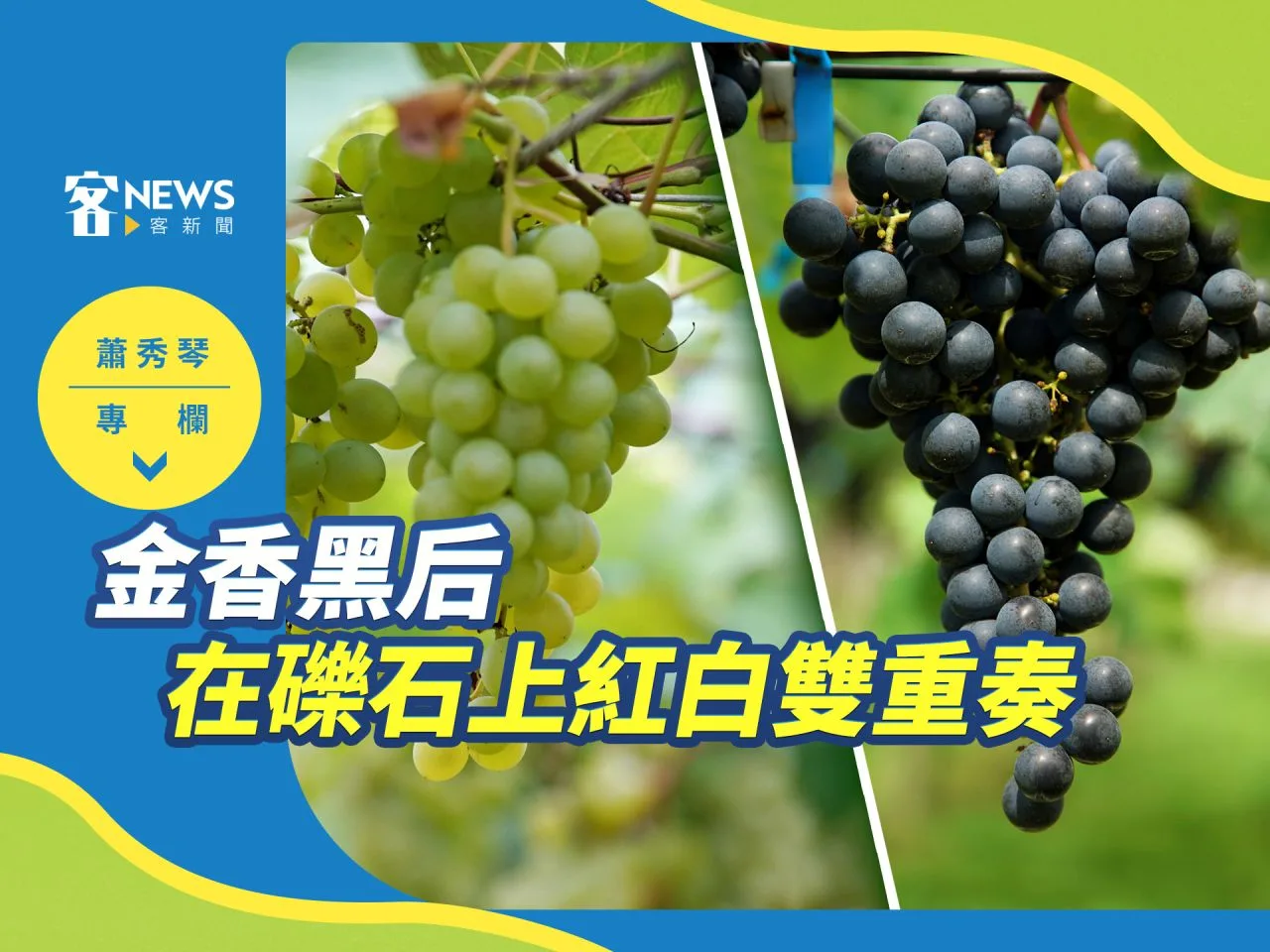 蕭秀琴專欄／金香黑后，在礫石上紅白雙重奏