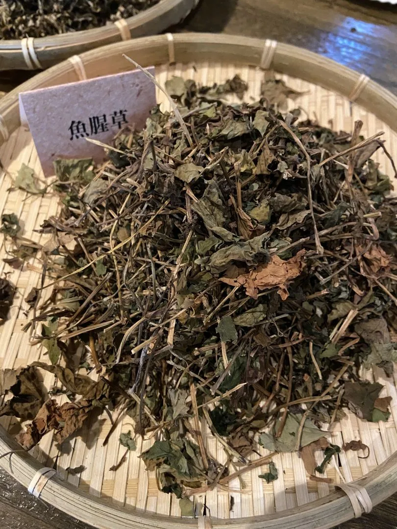 可做料理的魚腥草。製茶後又名狗貼耳茶。徐穗青攝