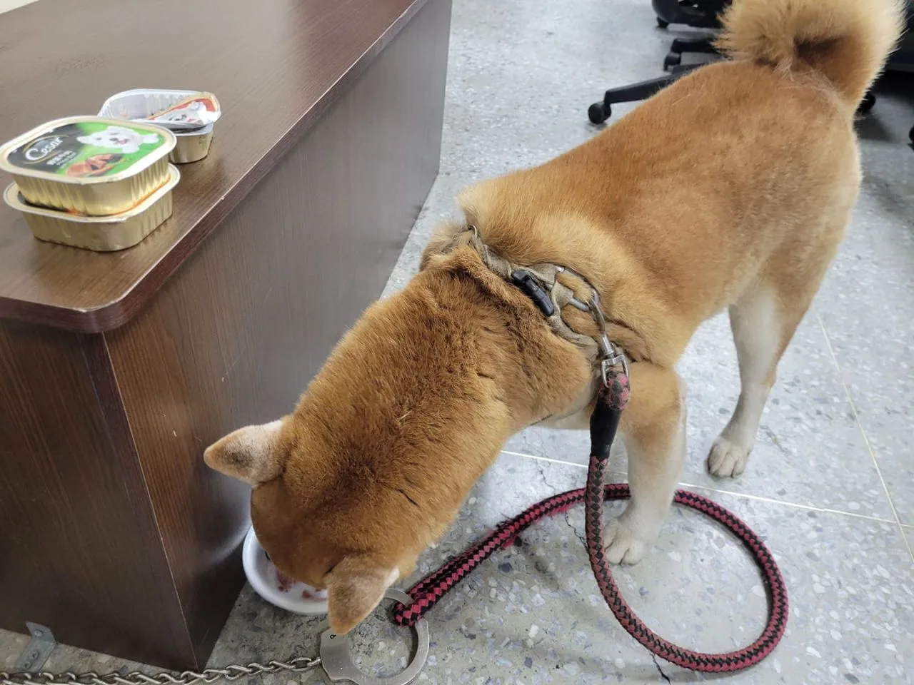 走失柴犬低頭狂吃狗飼料。翻攝自 臺南市政府警察局第三分局 臉書