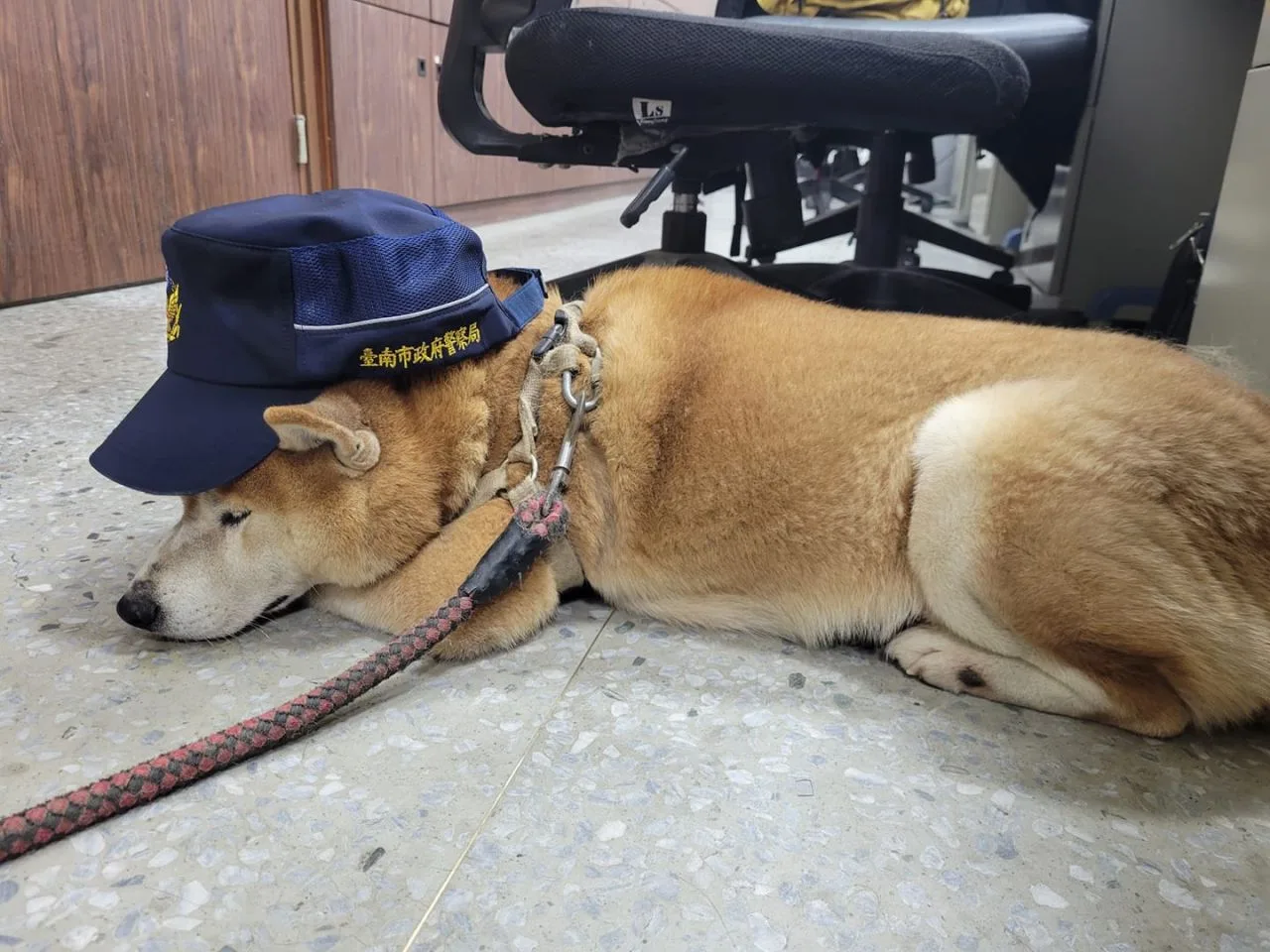 走失柴犬趴在安南派出所地板,員警搞笑地放頂帽子。翻攝自 臺南市政府警察局第三分局 臉書