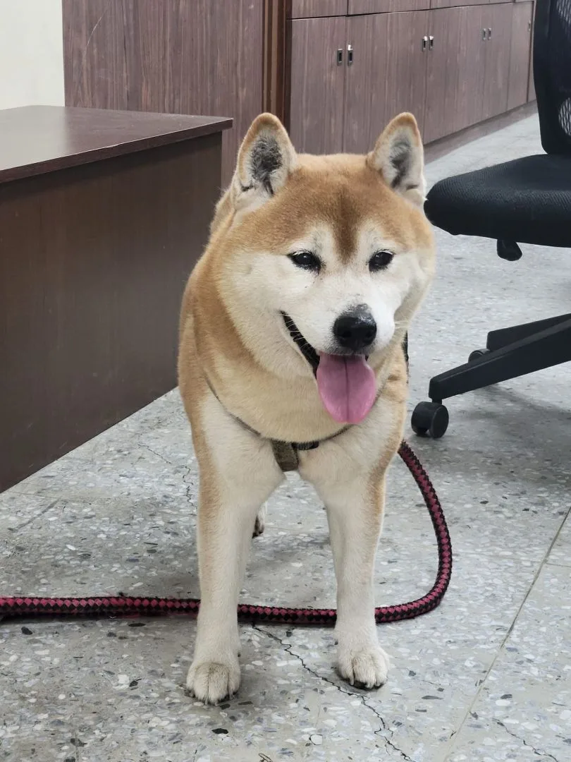 走失柴犬在安南派出所等著主人接回家。翻攝自 臺南市政府警察局第三分局 臉書