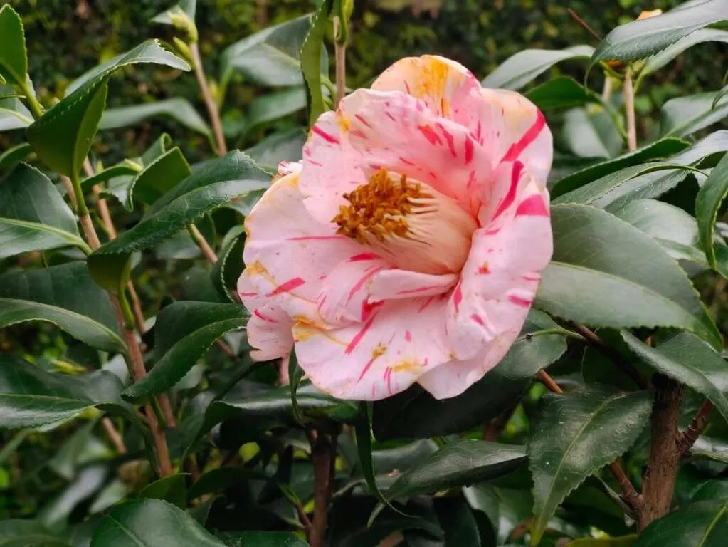 特殊花紋茶花。翻攝北市府觀光局