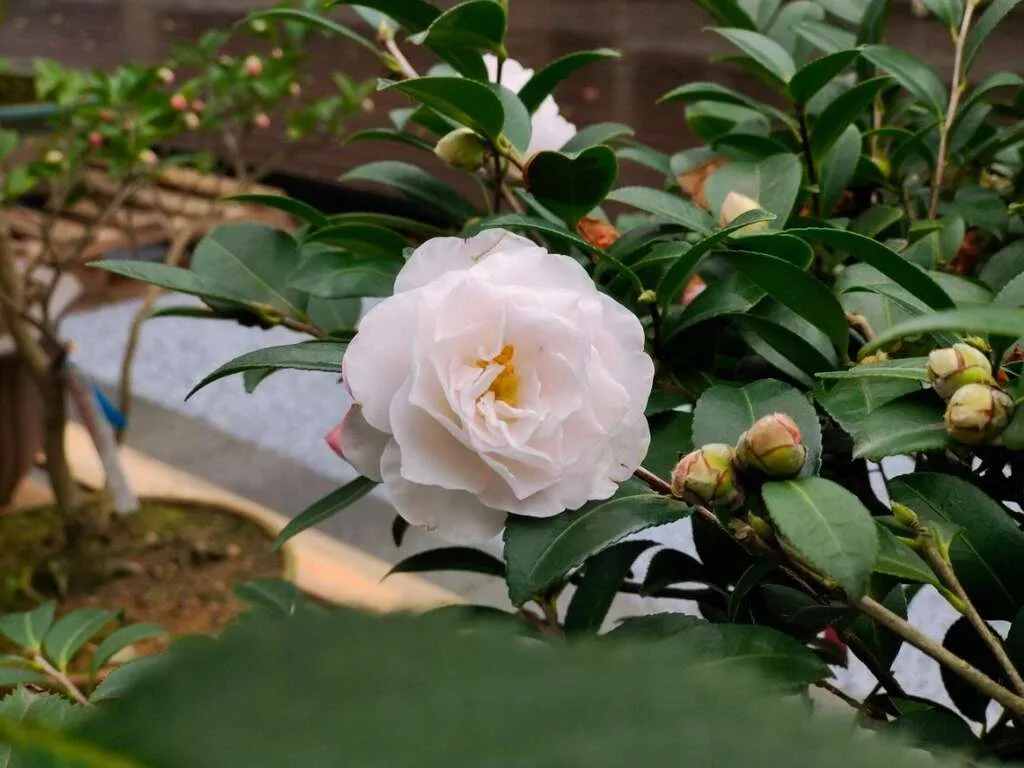 白色茶花。翻攝北市府觀光局
