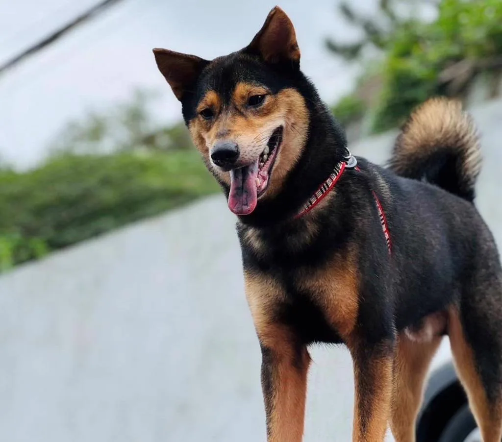 五股動物之家救援瘦弱黑狗,沒想到越養越像柴犬。新北動保處提供