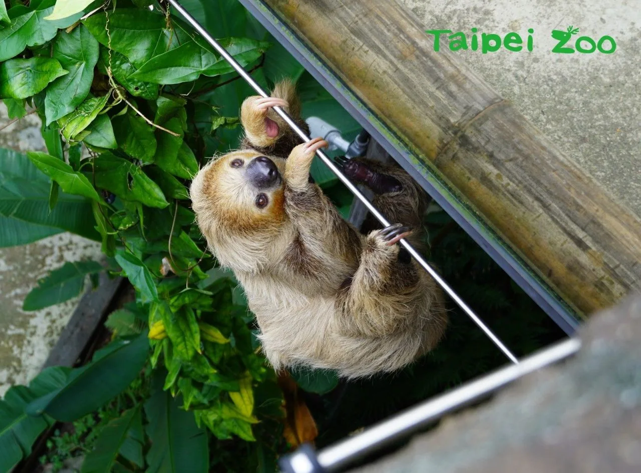 北市動物園穿山甲館的二趾樹懶,資料照。北市動物園提供