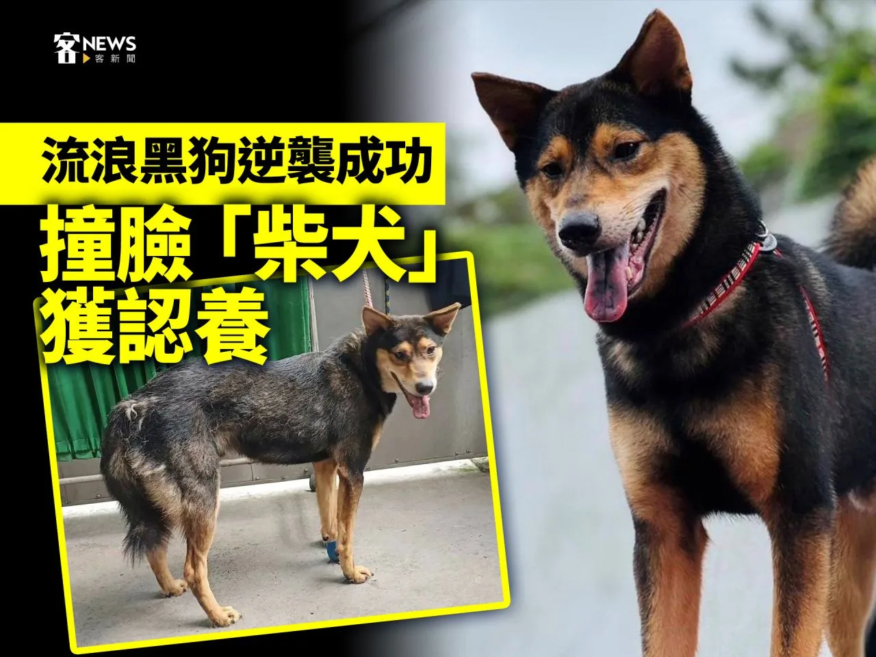 流浪黑狗逆襲成功　撞臉「柴犬」獲認養