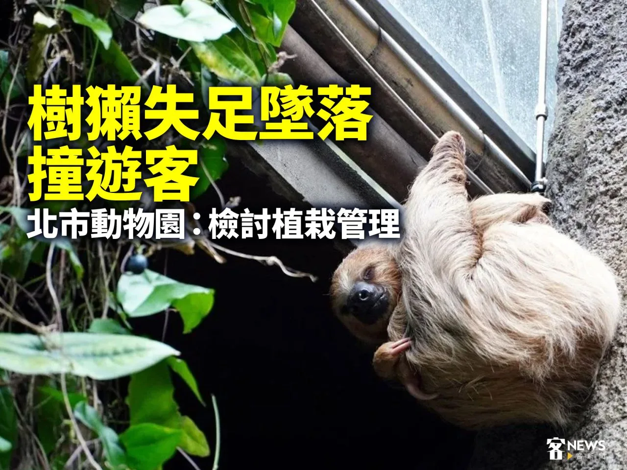 樹獺失足墜落撞遊客　北市動物園：檢討植栽管理