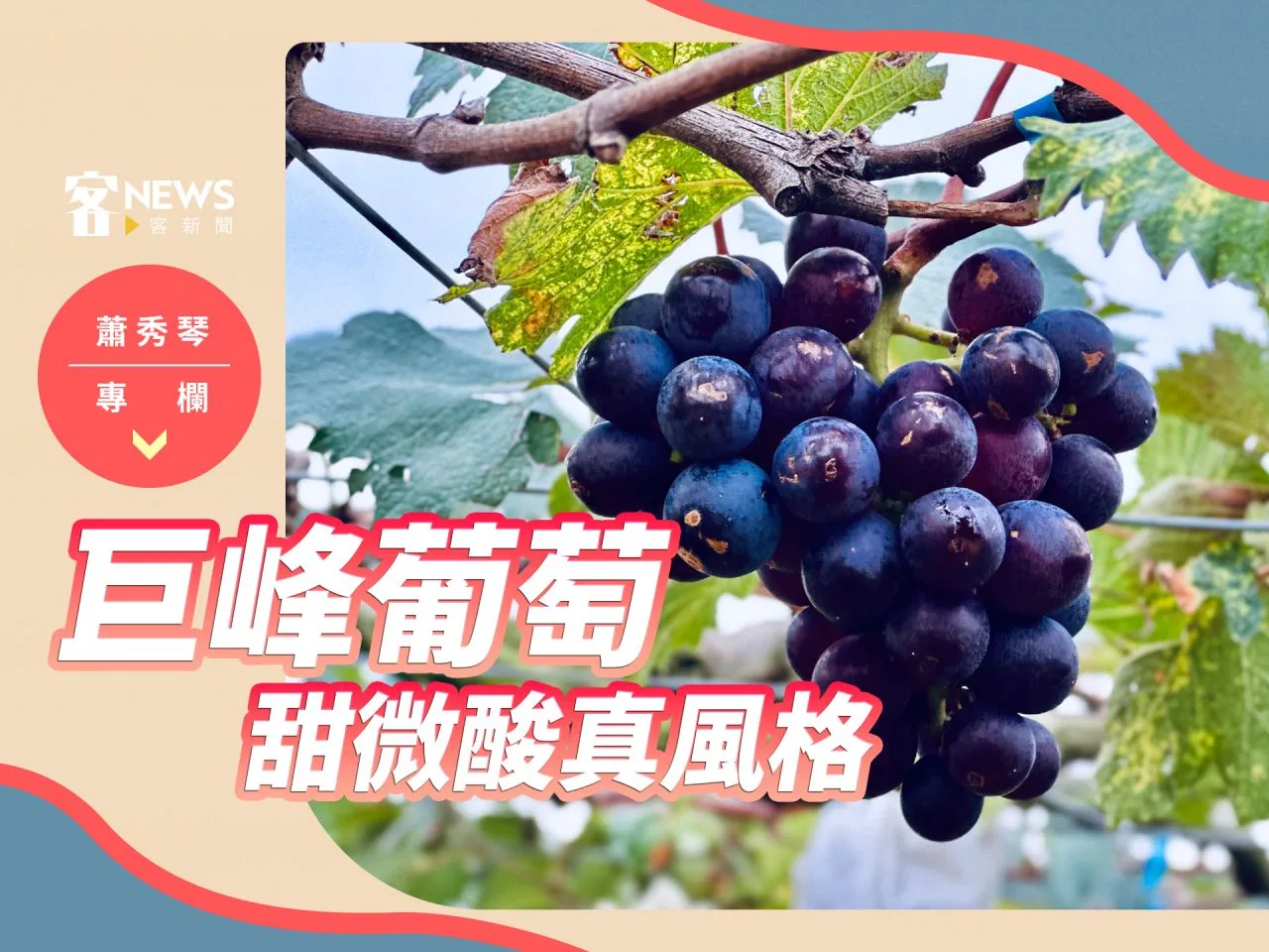 蕭秀琴專欄／巨峰葡萄，甜微酸真風格