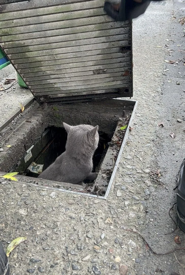 北市動保處本月在水溝蓋救獲一隻走失家貓。北市府提供