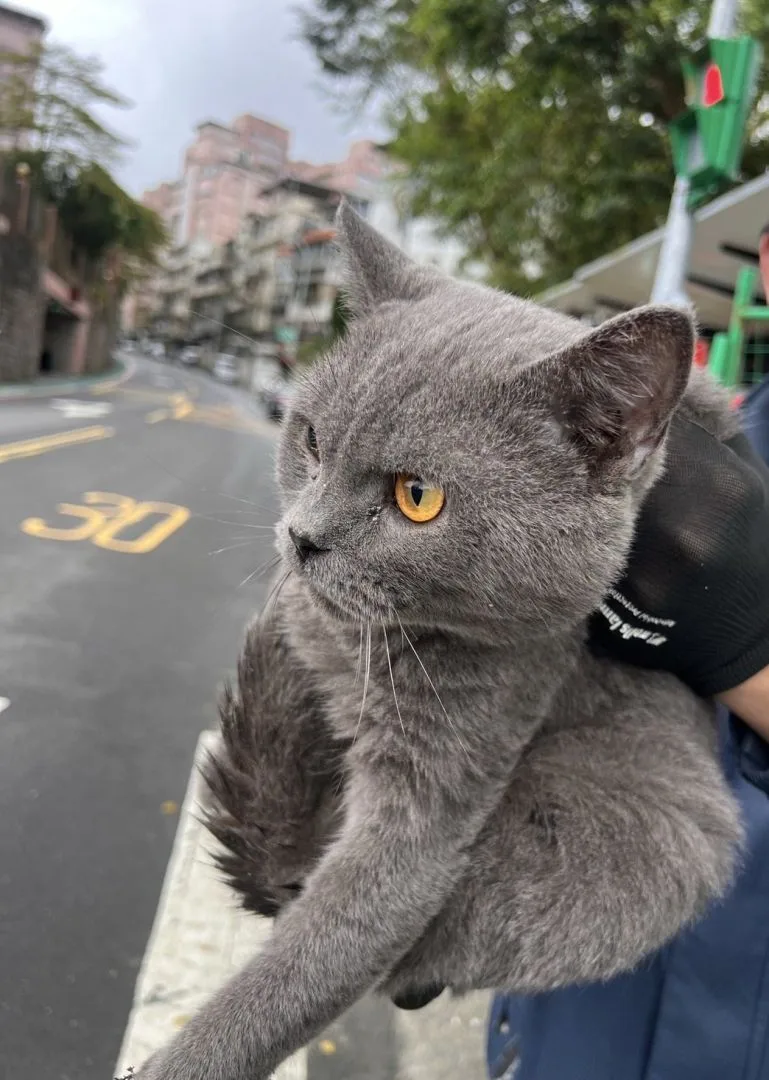 北市動保處本月在水溝蓋救獲一隻走失家貓。北市府提供